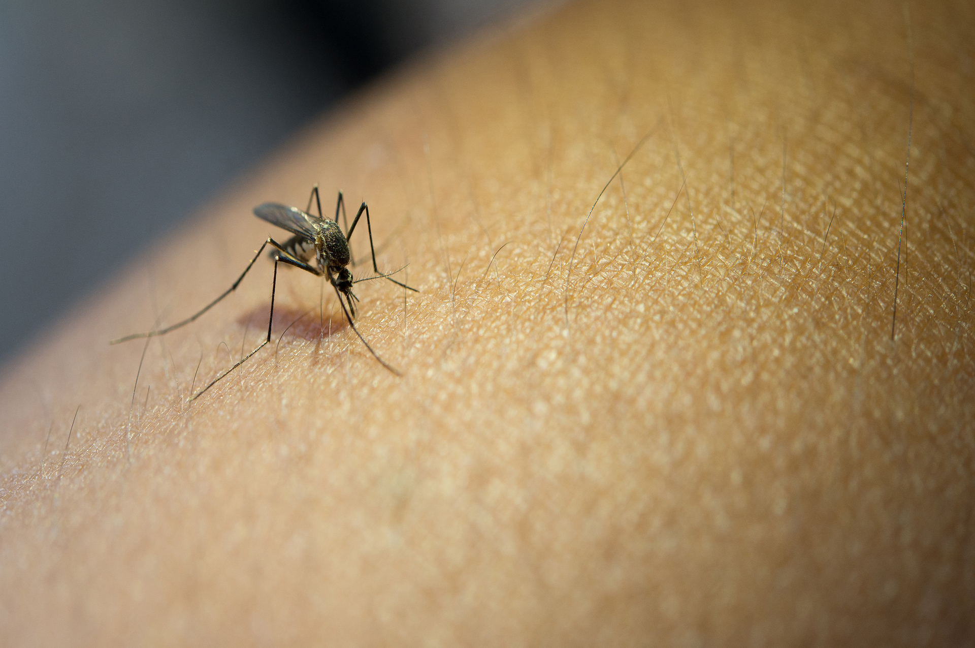 Close-up Of Mosquito Sucking Blood From Human Arm.