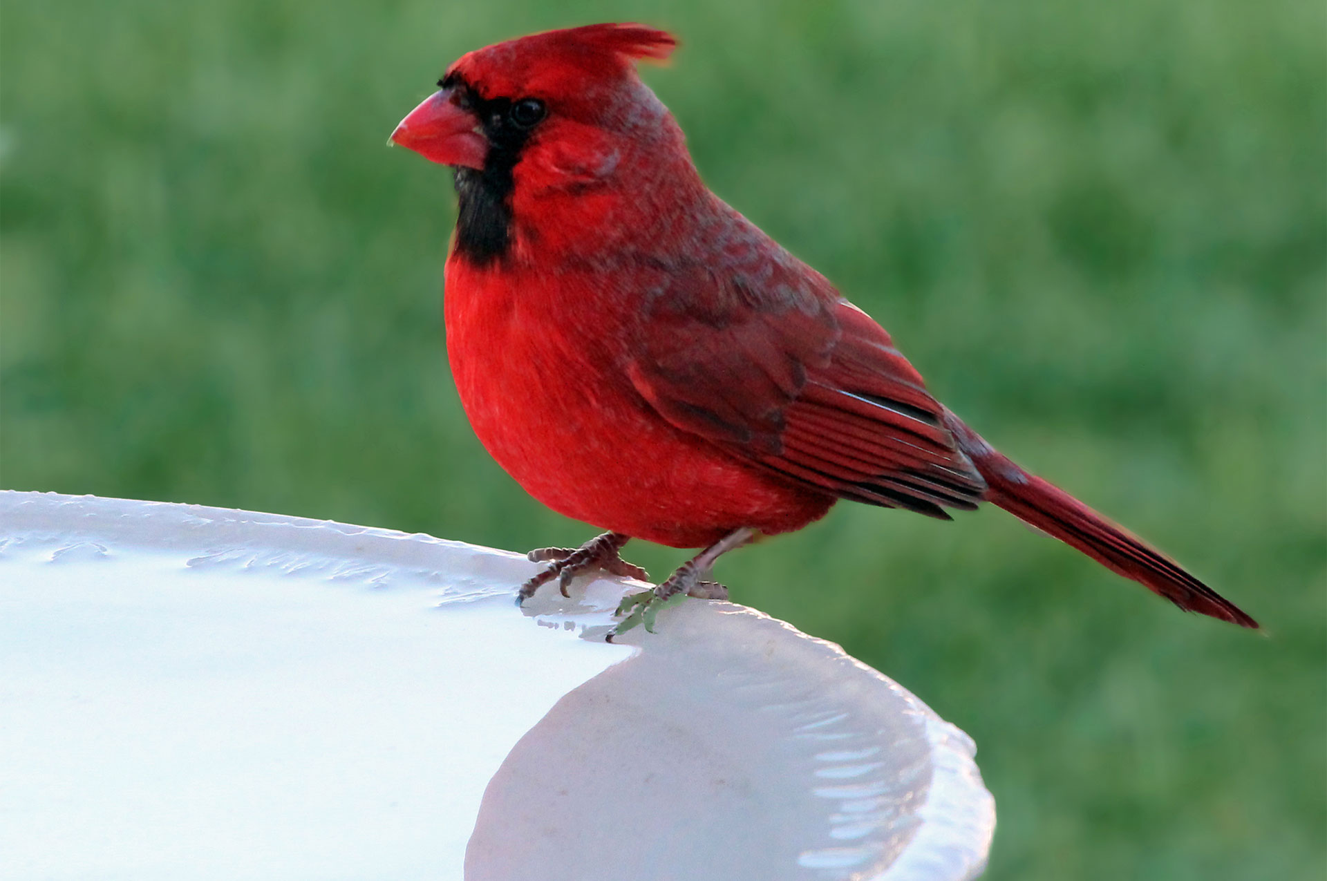 Cardinal in a Bird Bath