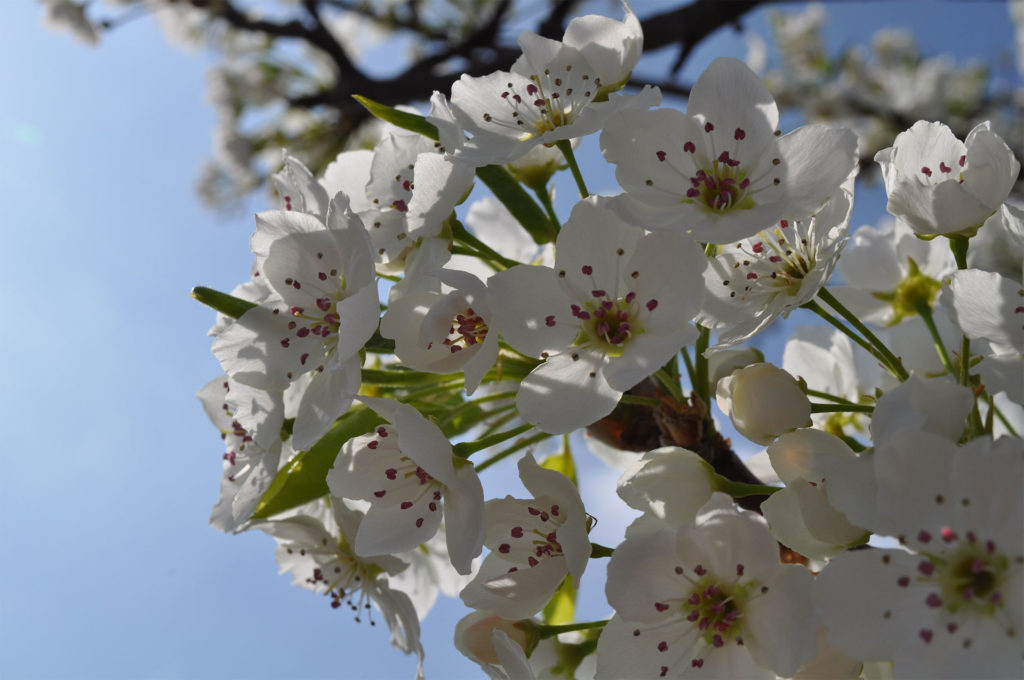 Spring Tree