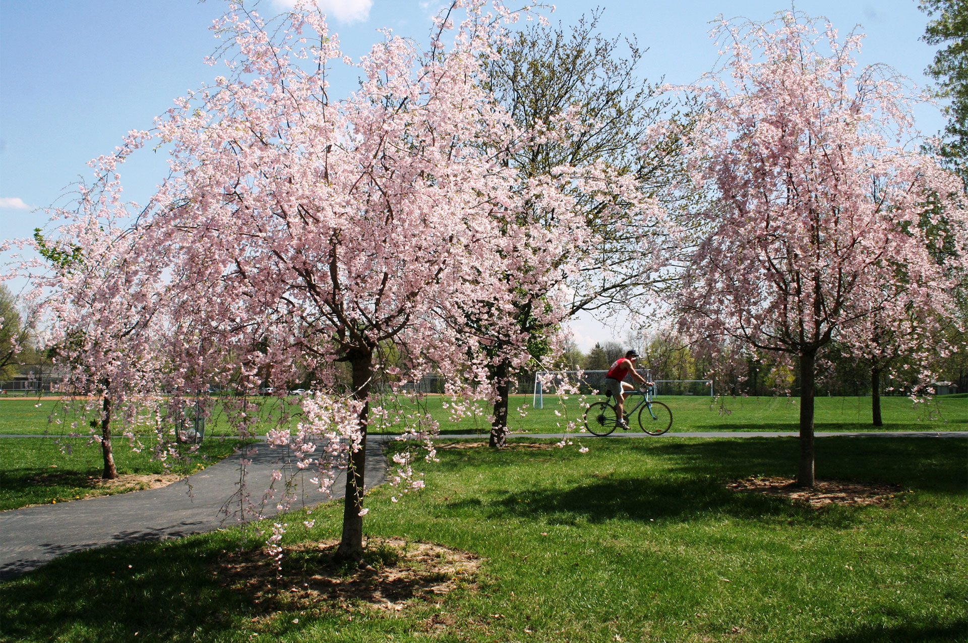 Thompson Park Weeing Cherries