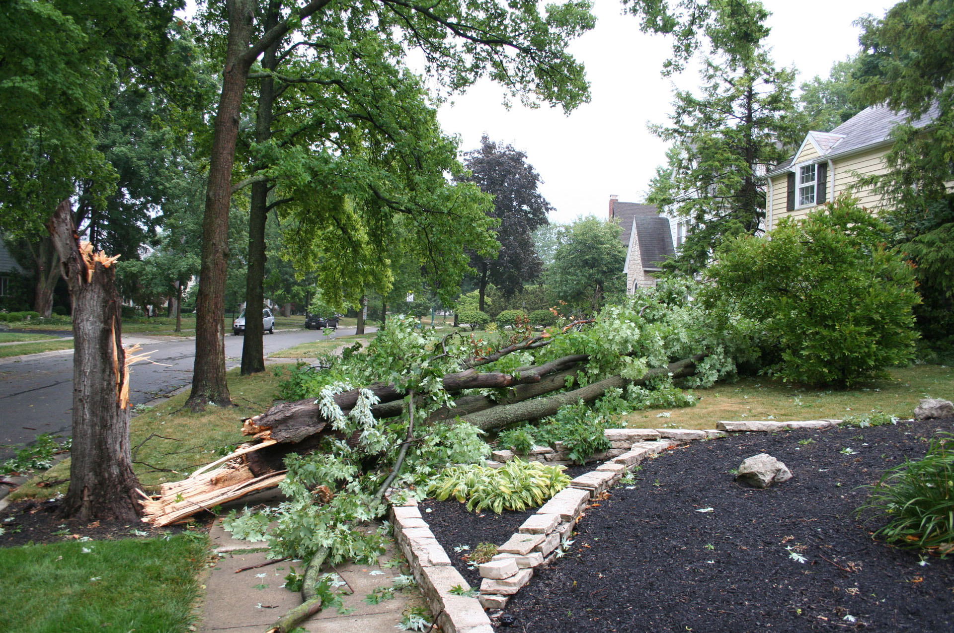 Trees Broken from Storm Damage