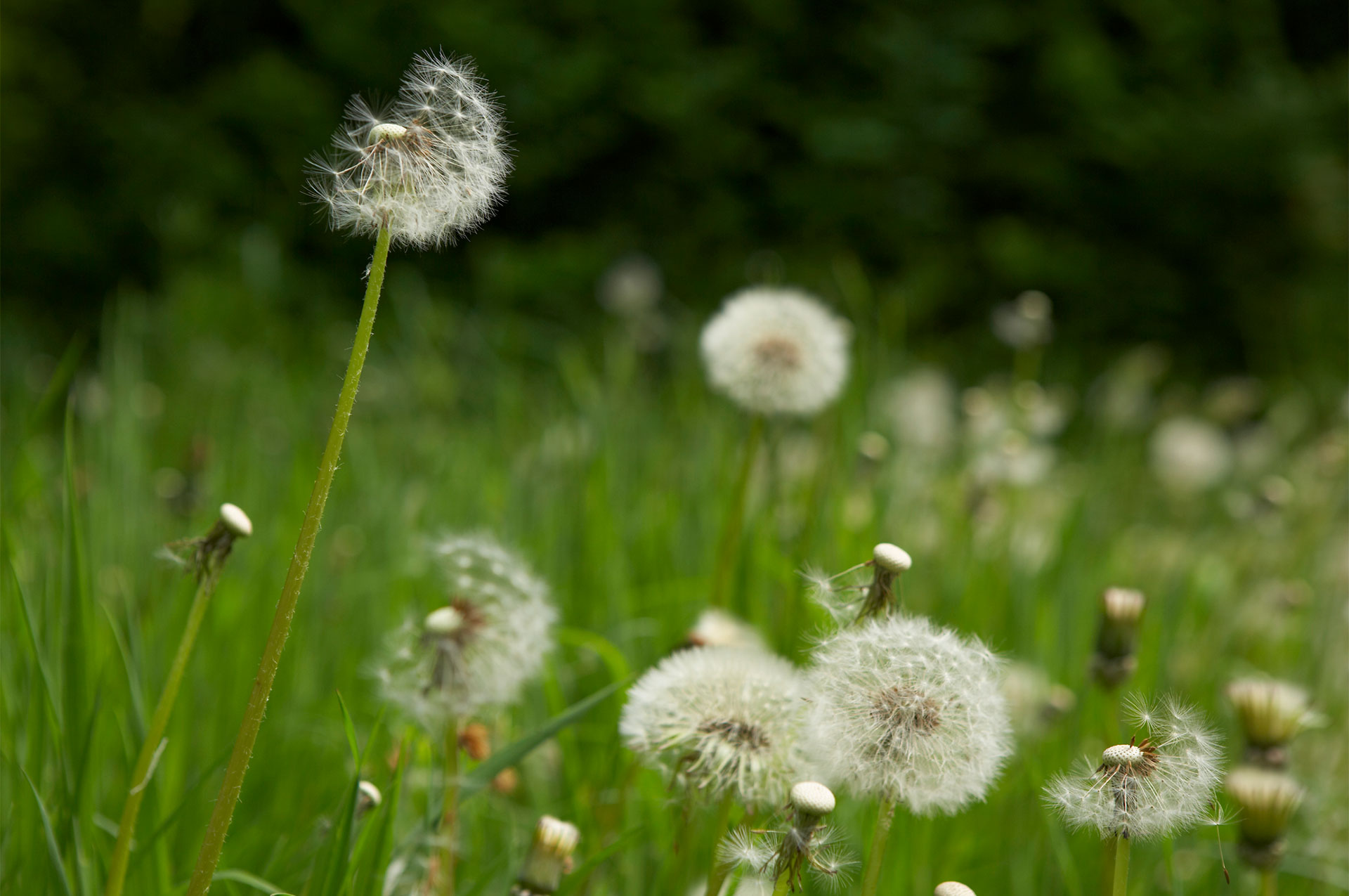 Weeds and Grass