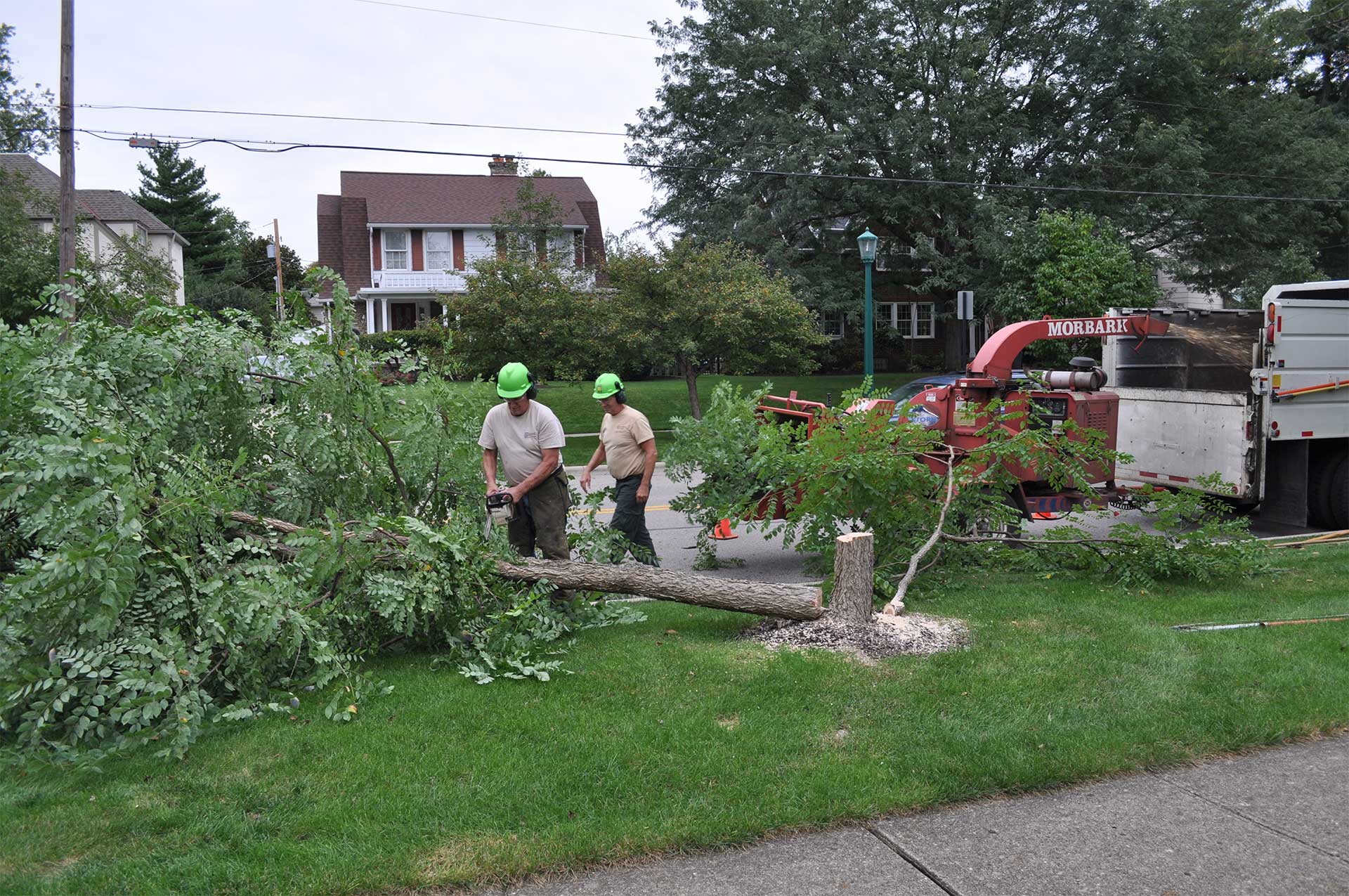 Tree Cutting