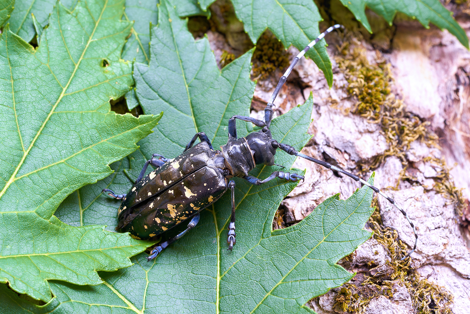 Monitoring for the Asian Longhorned Beetle – City of Upper Arlington