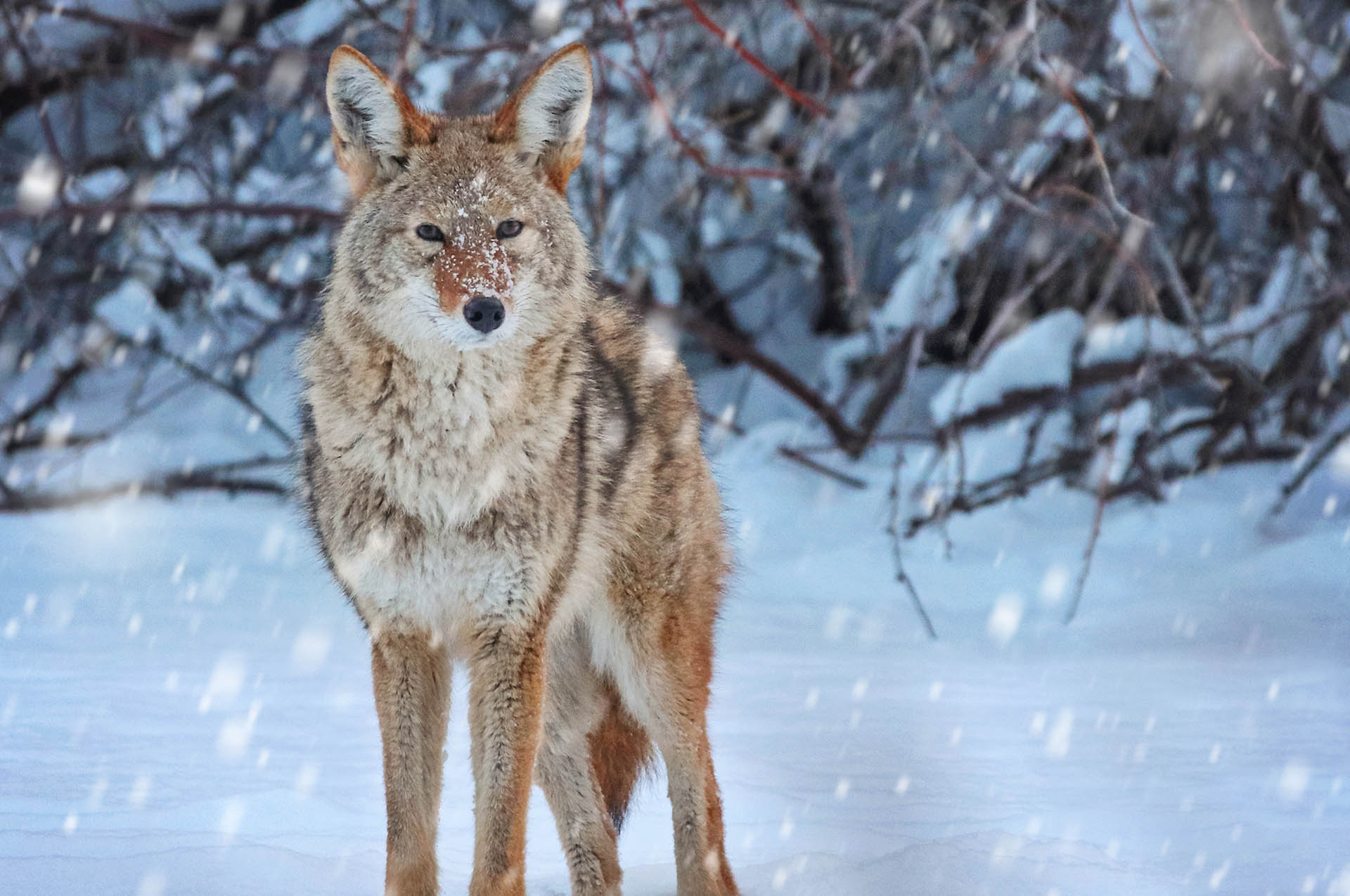 a coyote on a snow covered pond in the middle of winter