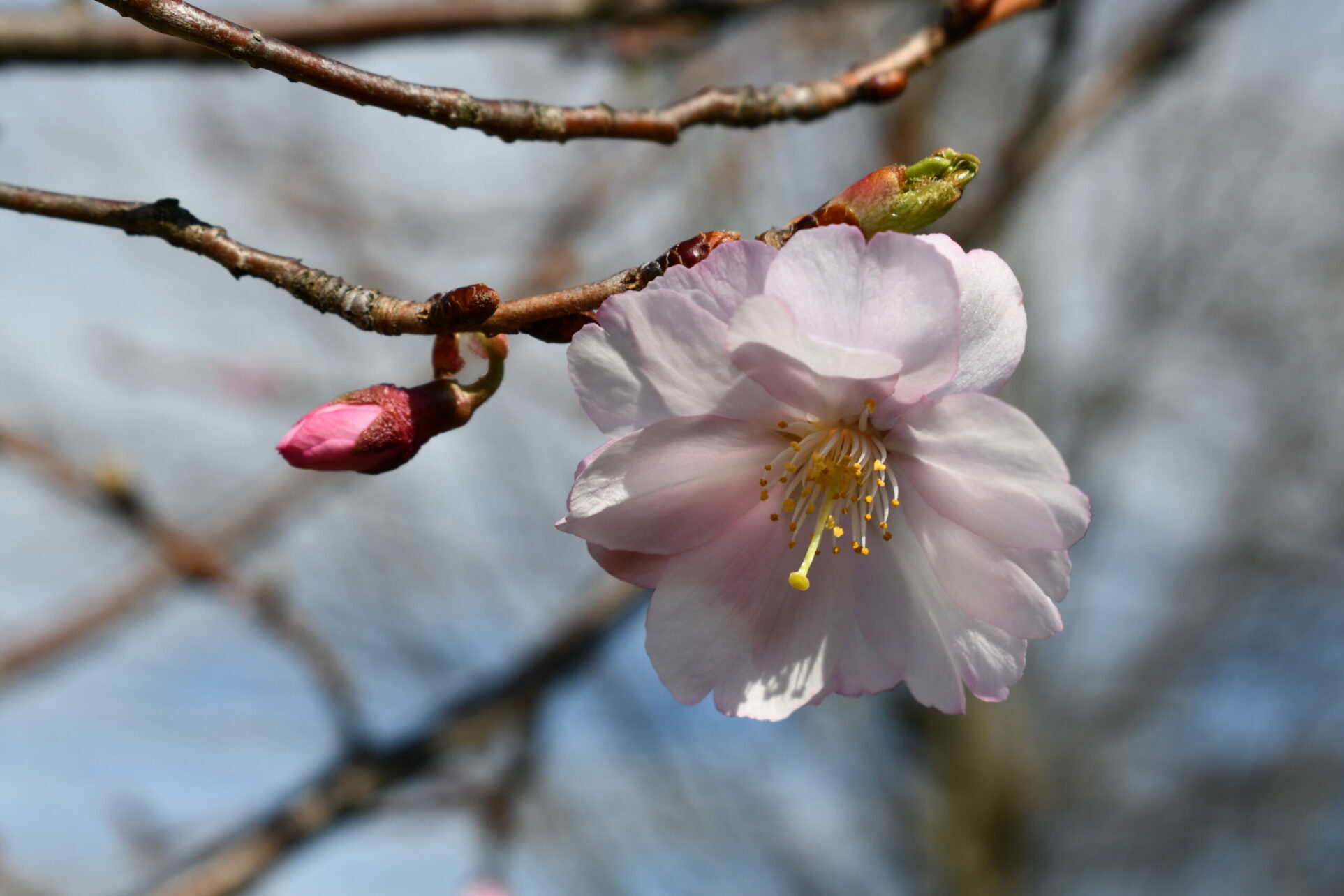 Cherry Blossom Flower